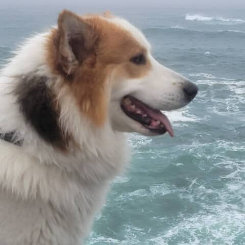 Sammy