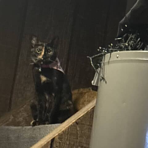 Coco