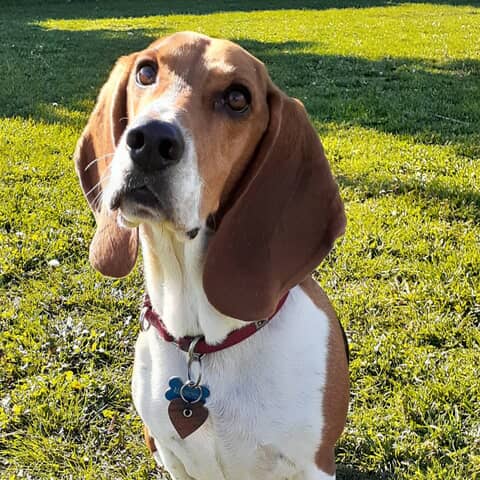 Remington