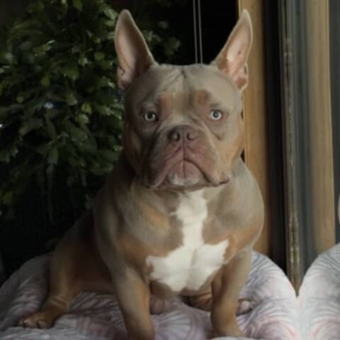 Toby