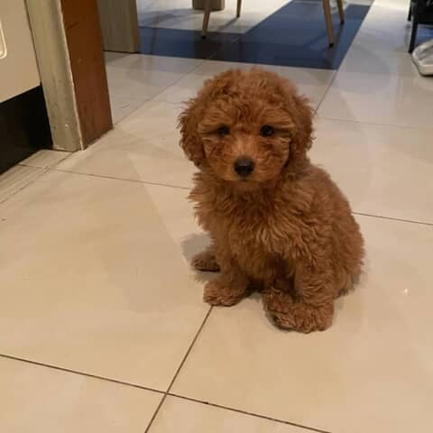 Koda