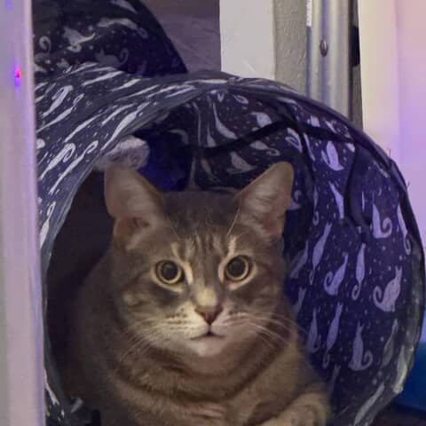 Milo