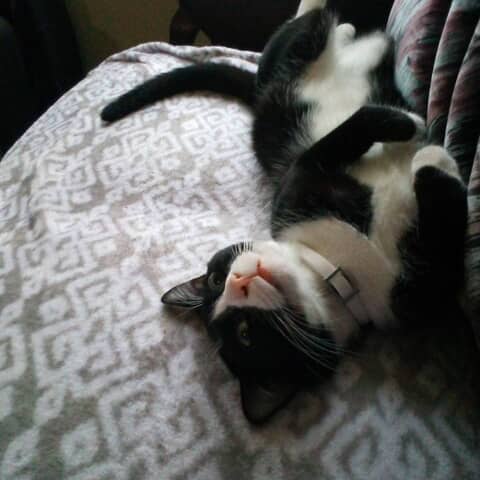 Sylvester