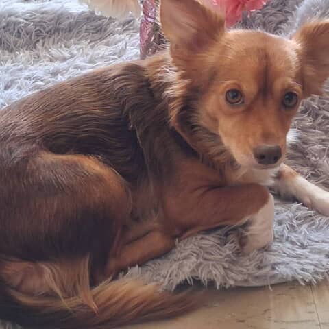 Sassie