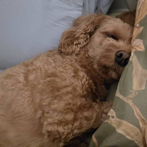 Hazel