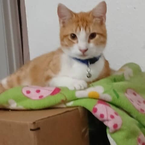 HELIOS