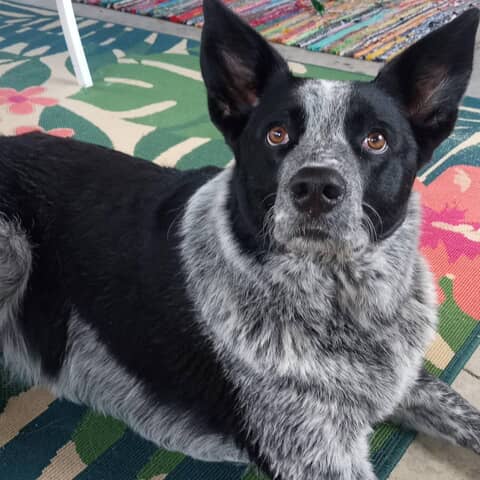 Rosco P Duncan
