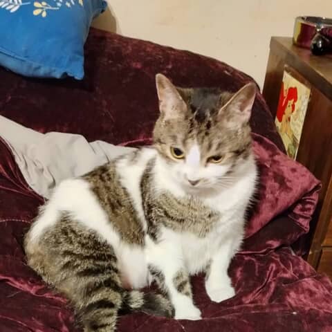 Baby Kitty