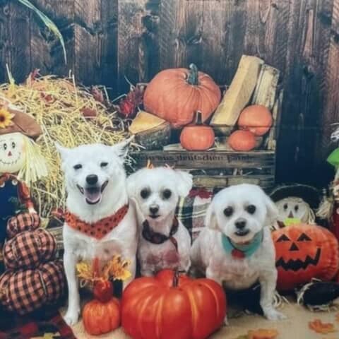 Buckley, Skylar, Riley