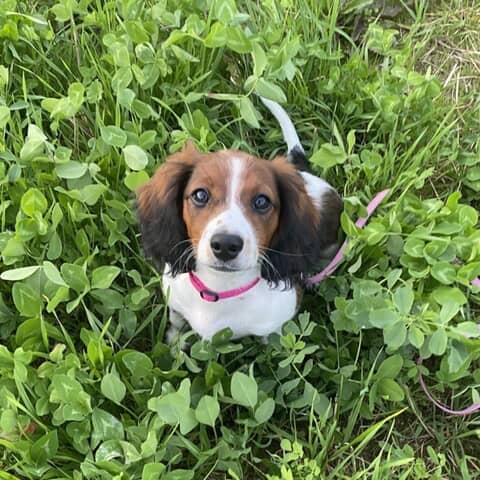 Daphne