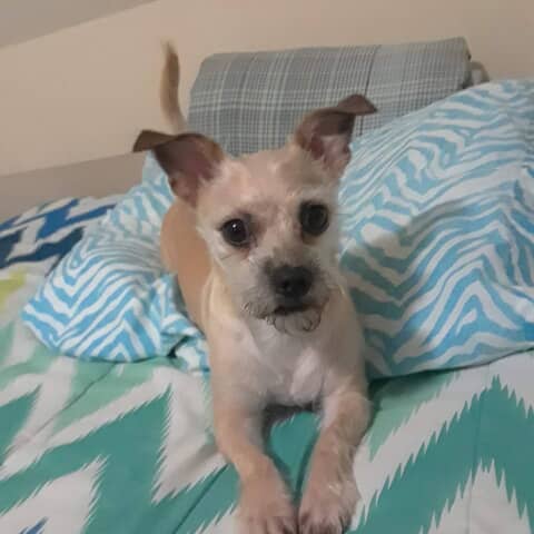 Chica