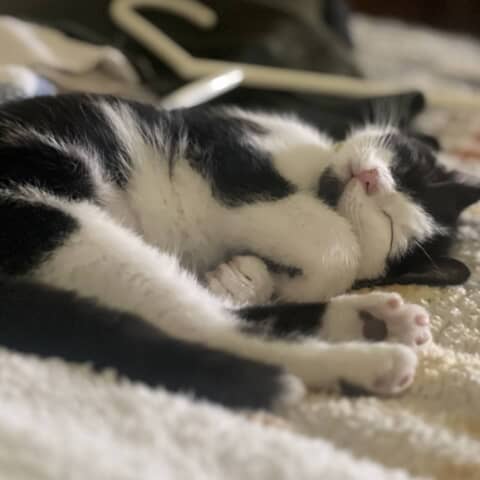 Lily