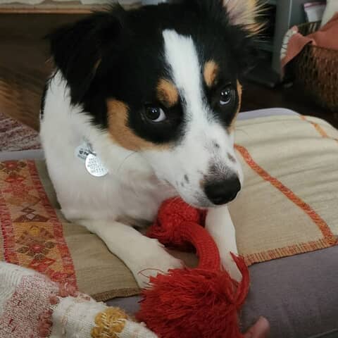 Pepper