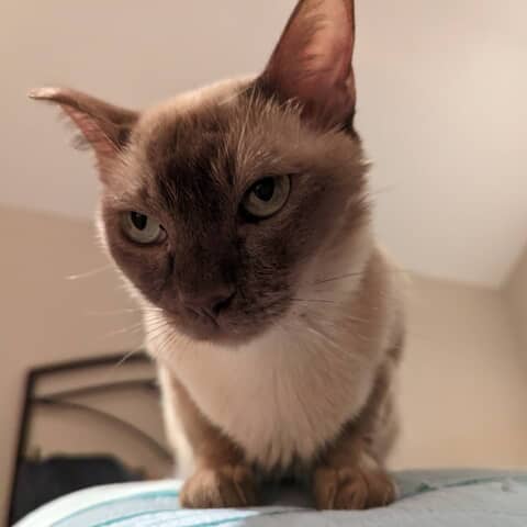Peddi