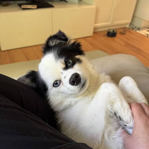 Blitzen