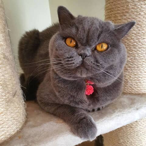 Princess