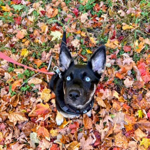 Luna