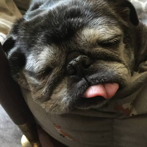 Ollie