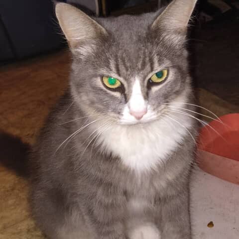 Molly