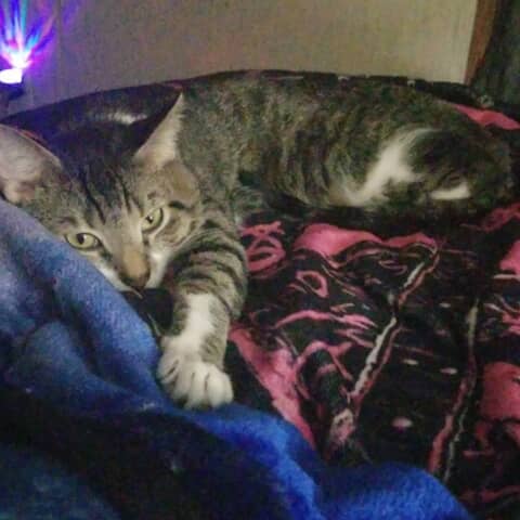 Wink Sheldon moon pie