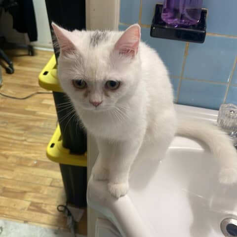 Mia