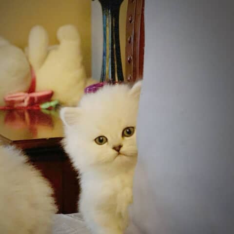 Leo