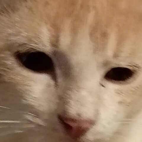Mego