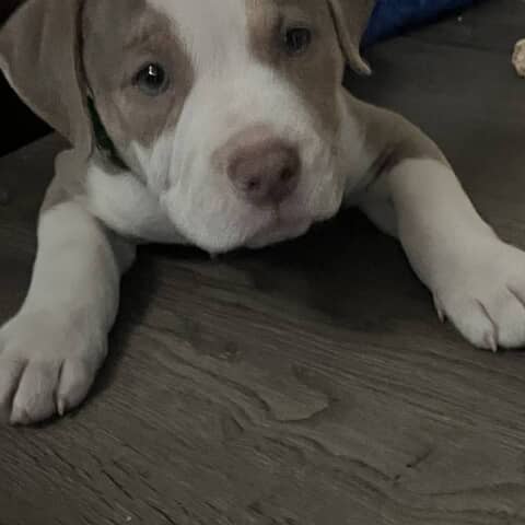 Bowser