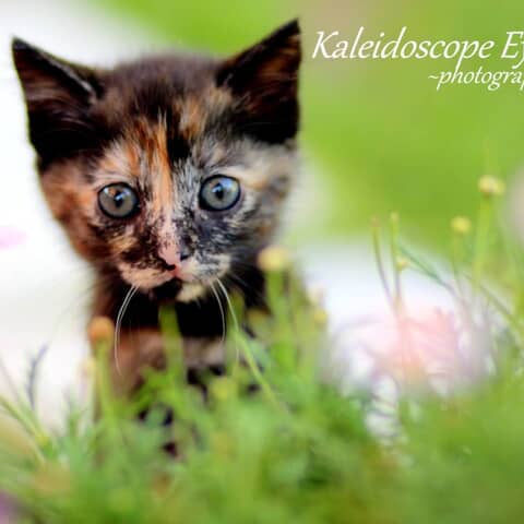 Babycat