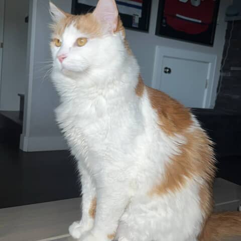 ginger