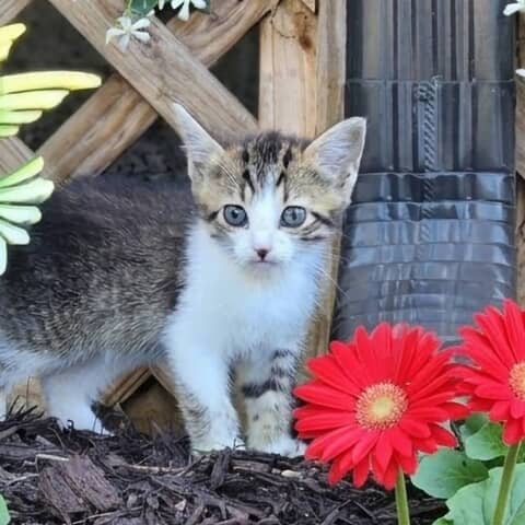 Clover