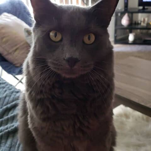 Beauregard