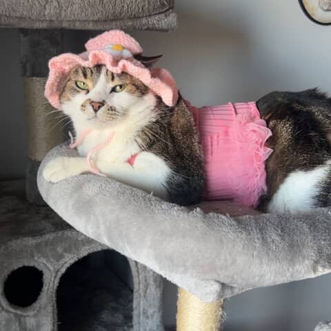 Lulu