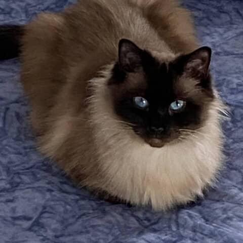 Coco bleu