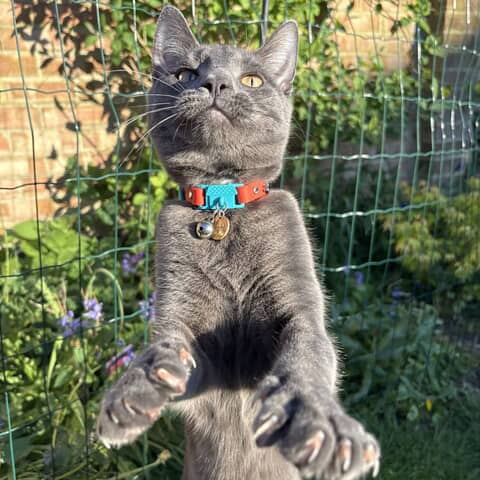 Elvis