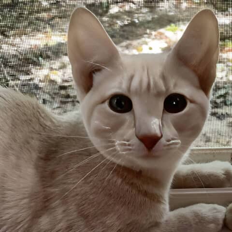 Jasper