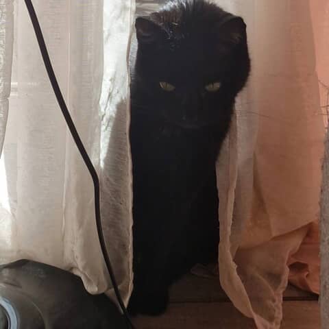Nyx