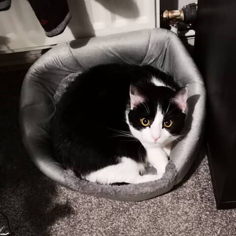 Toby