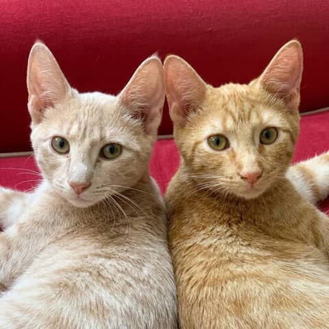George and Jasper