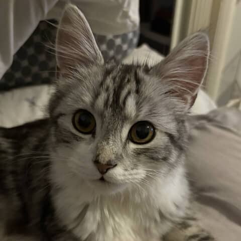 Elvis