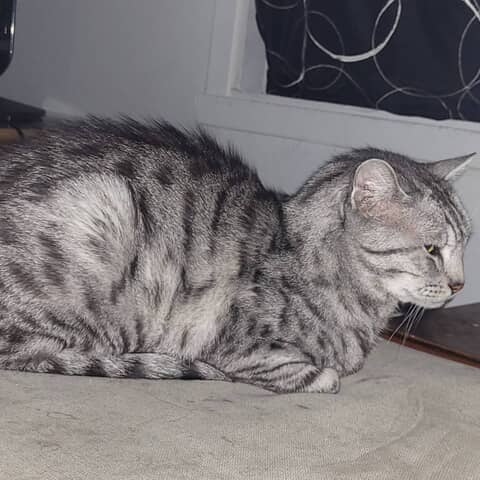 Kit-Kat
