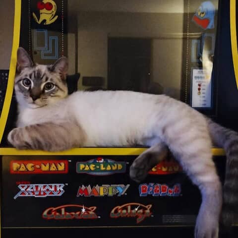 Gizmo