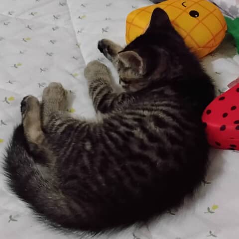 CHICO ❤️°