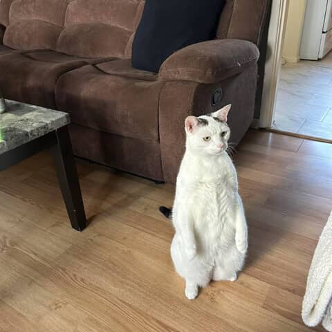Snowball