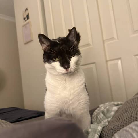 chester