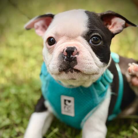 Indie