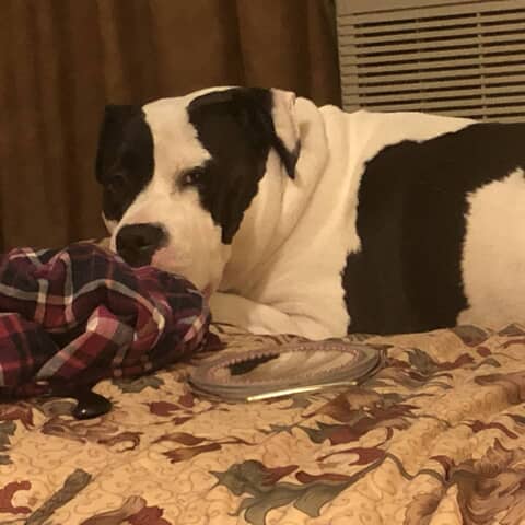 Mya