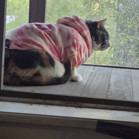 Lucy Lu