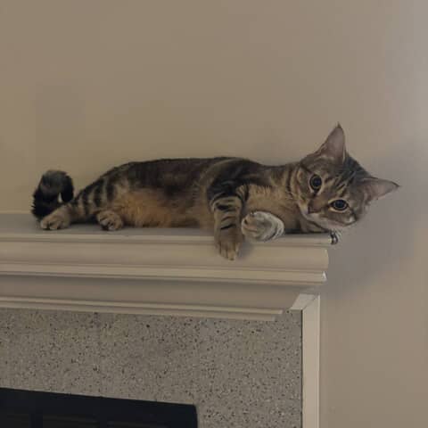 Willow