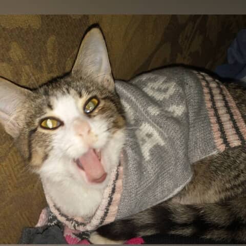MoFo